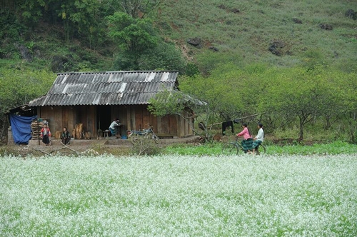 Trắng tinh khôi Mộc Châu mùa hoa cải