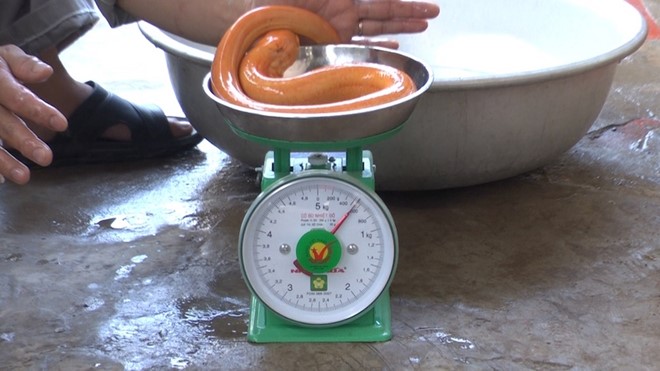 Lươn vàng nặng 0,5 kg do anh Nhạc bắt được. Ảnh: M.A