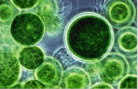 Astaxanthin có tác dụng chống ôxy hóa vượt trội