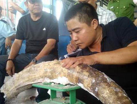 Hơn 500 kg ngà voi giấu tinh vi trong các khúc gỗ