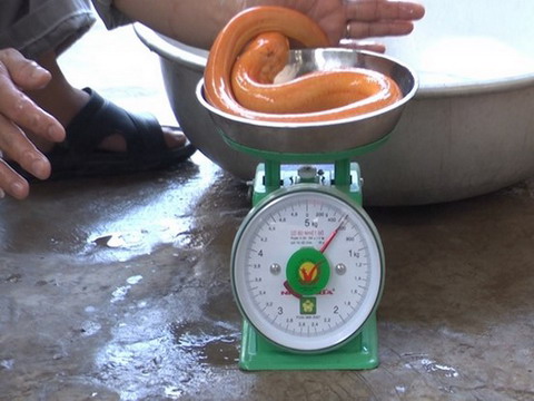 Bắt được lươn vàng nghi bị đột biến ở miền Tây