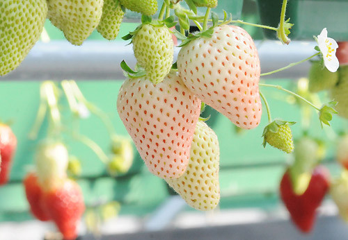 Tháng 12 rủ nhau đi hái dâu tây