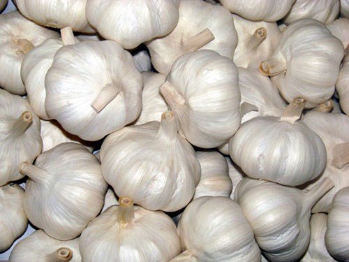 Tỏi Trung Quốc củ to đẹp