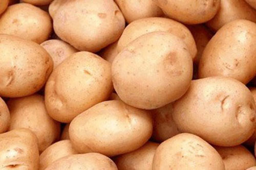 Khoai tây Trung Quốc rất dễ bị đổi 