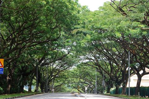 Hà Nội học tập Singapore xây &quot;Thành phố trong vườn cây&quot;