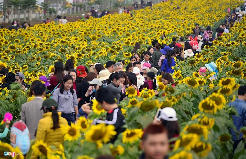 Phá rào, giẫm, ngắt hoa tùy tiện tại lễ hội hoa hướng dương