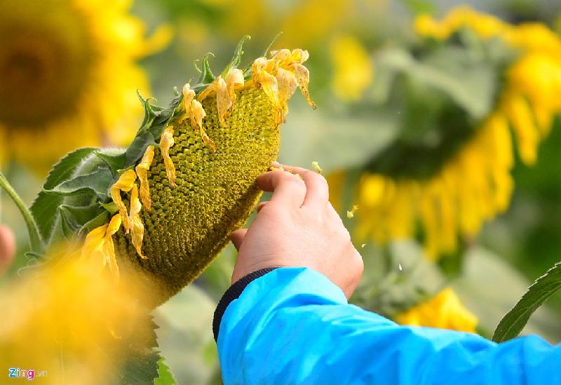 Một số du khách cố tình ngắt hoa, làm hư hỏng nhiều bông.