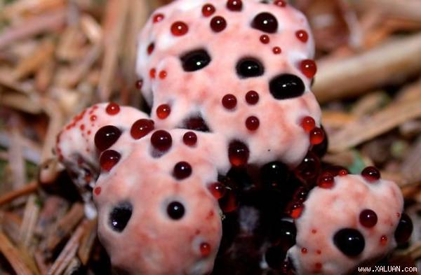 Nấm răng chảy máu, tên khoa học là Hydnellum peckii. Sở dĩ có cái tên như vậy bởi hình dạng của loài