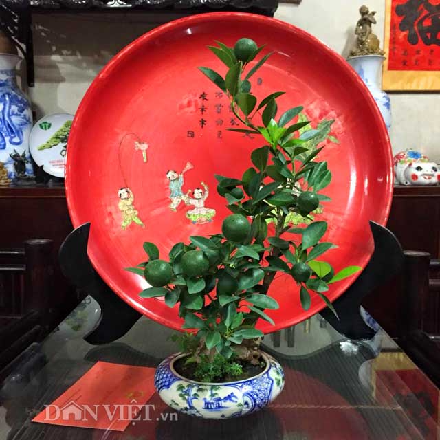 Quất bonsai hình gà tiến Vua: Nhằm đáp ứng nhu cầu của khách hàng, những nghệ nhân trồng quất Tứ Liên (quận Tây Hồ, Hà Nội) đã sáng tạo ra quất bonsai hình gà hoặc ngự trên lưng gà mang hơi thở của năm mới Đinh Dậu 2017.