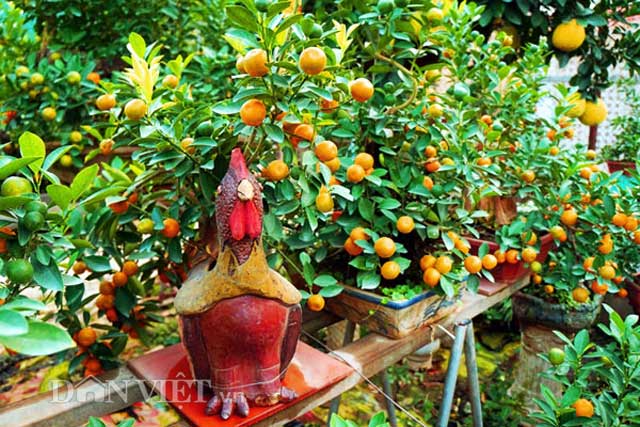 Mỗi năm người chơi lại có xu hướng chơi quất khác nhau. Năm nay là năm con gà nên rất nhiều người dân muốn có một cây quất nhỏ gắn liền với hình ảnh con gà đặt trong nhà, lấy lộc đầu năm. (Ảnh: Hồng Liên/ Dân Việt)