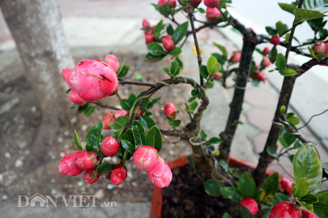 Mang ý nghĩa nhân văn về tình người, sum vầy, an khang, hạnh phúc, những cây hải đường mini dáng thế của anh Vịnh được bán với giá từ 300.000 – 600.000 đồng/cây. (Ảnh: Phú Lãm/ Dân Việt)