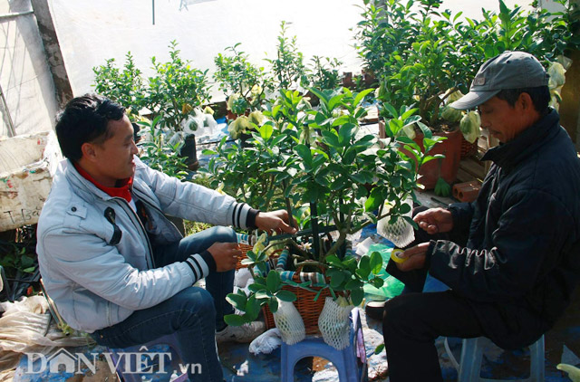 Trong bối cảnh thời tiết thất thường như năm nay, phật thủ Đắc Sở bị mất mùa thì phật thủ bonsai dáng độc lạ nói chung và phật thủ cảnh mini lại càng hút khách. (Ảnh: Hồng Liên/ Dân Việt)