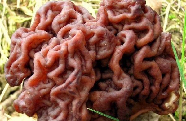 Top 10 loài cây giống hệt bộ phận cơ thể con người - Hình 5 Nấm não, có tên khoa học là Gyromitra esculenta, bề mặt xoắn của nó trông giống hệt như não người, khá rùng rợn. Đây là một loài nấm độc, có thể gây chết người khi ăn sống. Thậm chí ngay cả khi được xử lý, loài nấm này vẫn còn tồn dư chất gây ung thư hydrazine gyromitin, rất có hại.