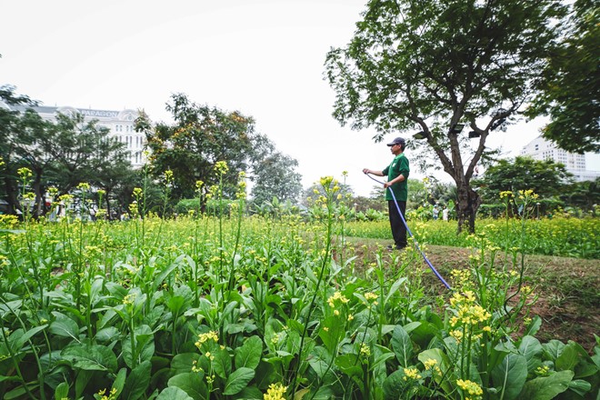 Hội hoa xuân ở phố nhà giàu Sài Gòn hình ảnh 4 Khu vực Vườn xuân có nhiều loài hoa dân dã được trồng thành từng dãy riêng biệt. Trong ảnh là ông Quý, người làm vườn đang tưới nước cho vườn hoa cải ngọc. Ông cho biết một ngày phải tưới nước hai lần, buổi sáng tưới đậm, chiều tưới sương.
