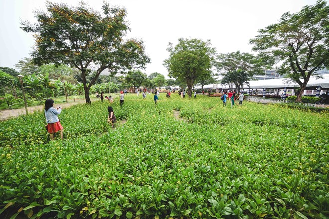 Hội hoa xuân ở phố nhà giàu Sài Gòn hình ảnh 5 Vườn hoa cải thu hút rất nhiều khách tham quan ở nhiều độ tuổi đến chụp ảnh.