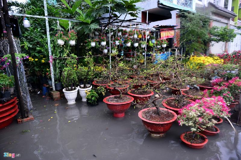 Các điểm bán cây cảnh Tết chịu ảnh hưởng, việc buôn bán tê liệt hoàn toàn.