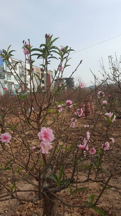 Năm nay miền Bắc mùa đông ít lạnh, nắng ấm chính vì vậy đào đã nở bung vào dịp này, khi 3 tuần nữa mới đến Tết Nguyên đán