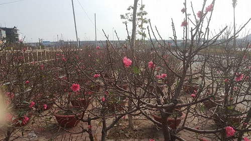 Đến Hà Nội ngắm đào nở đón xuân sang