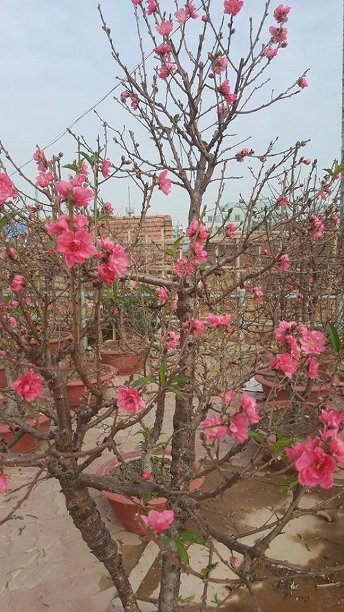 Những cây đào rực rỡ khoe hoa trong cái nắng hanh hao của mùa đông miền Bắc.