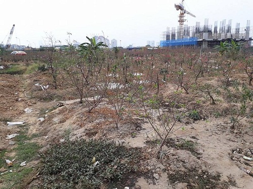 Bên cạnh đó, không phải là cây đào nào cũng nở bung như lo ngại của nhiều người gần đây, tại Phú Thượng vẫn còn nhiều cánh đồng đào mới chỉ có nụ mà chưa hề nở hoa. Người trồng đào vẫn phải đang dày công chăm sóc để bán trong dịp Tết này.