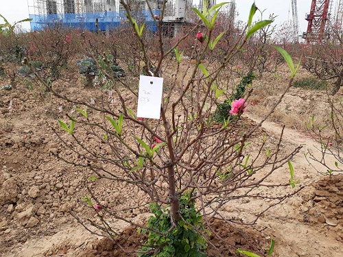 Mặc dù còn 3 tuần nữa mới đến Tết Nguyên đán nhưng tại vườn đào Phú Thượng, rất nhiều cây đào đẹp đã có chủ. Các chủ vườn đào đánh dấu bằng những mảnh giấy ghi tên treo trên cây thế này.