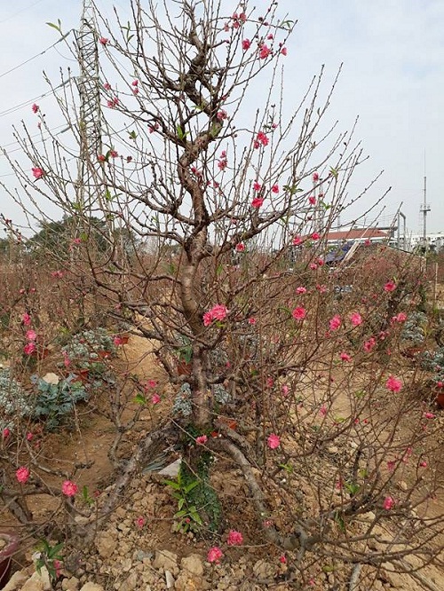 Hiện nay, các hộ trồng đào đều chọn những cây nở vừa đẹp chuyển ra ngoài để bày bán. Cũng đã có nhiều người đến xem và chọn mua đào. Nếu bạn không muốn xuống vườn, bạn có thể đi qua đường Phú Thượng để ngắm và mua đào. Đào cũng đã được bày bán nhiều dọc đường lên cầu Nhật Tân.