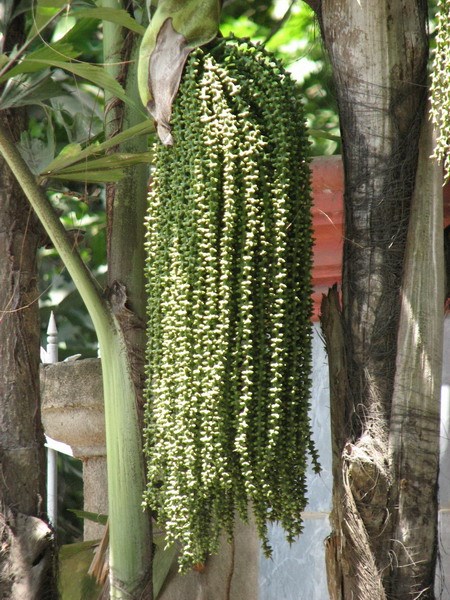 Cây nguy hiểm
