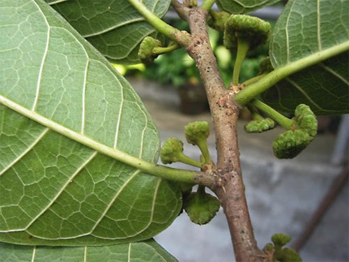 cây nguy hiểm
