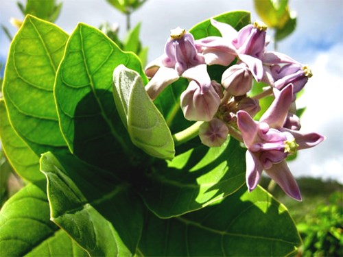 Cây bồng bồng