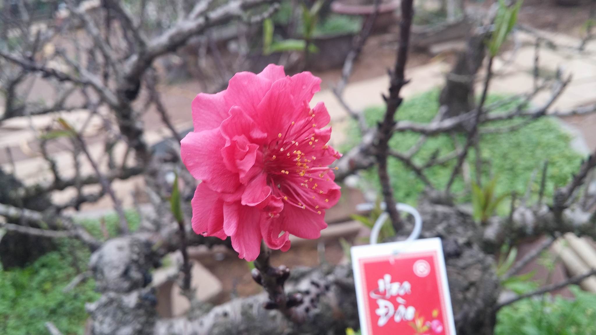 đào