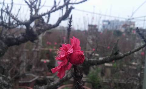 Đào Thất Thốn &quot;cháy hàng&quot;, chạy máy lạnh hãm nở hoa đón Tết
