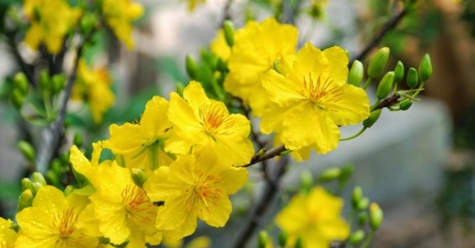 Ý nghĩa ít ai biết về các loài hoa trong nhà dịp Tết