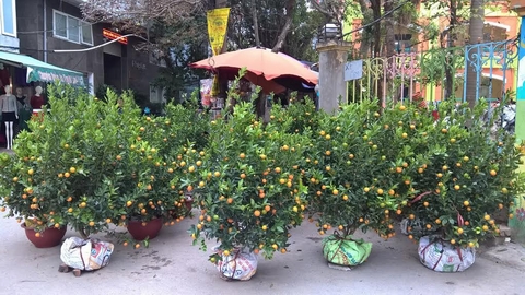 Những chậu quất tươi rói đang chờ được 