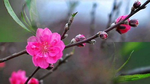 Cuối năm về Lạng Sơn xem lễ hội hoa đào