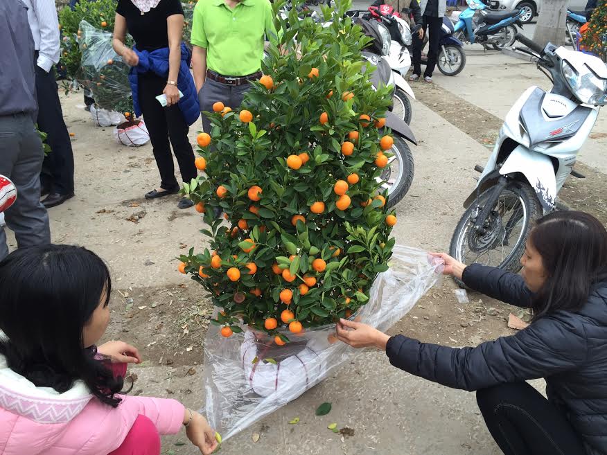 Với những người có kinh tế hạn hẹp có thể chọn những loại cây bé có giá vài trăm nghìn đồng
