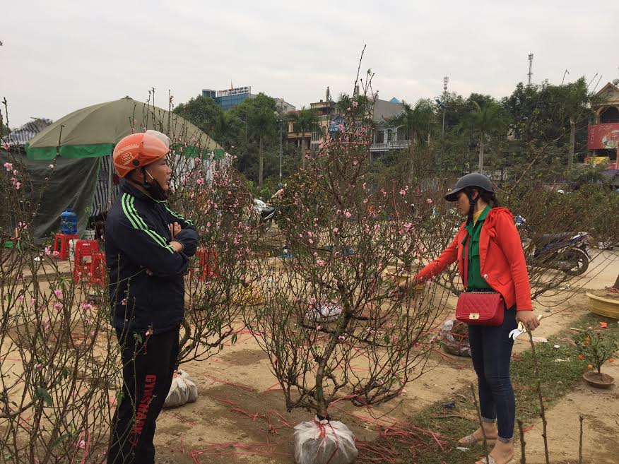 Những cây đào caotrên 1m có giá khoảng 1 - 1,2 triệu đồng