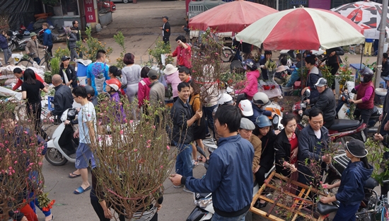 hoa quang ba