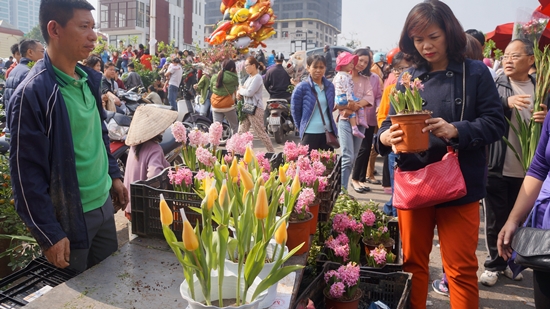 hoa Quảng Bá