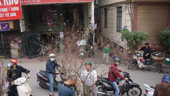 hoa quảng Bá
