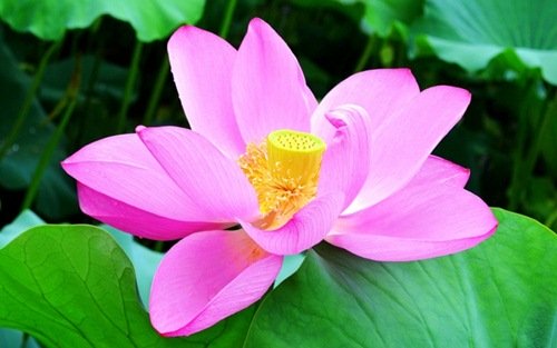 Năm mới trồng 5 cây này đảm bảo tài lộc chạy vào nhà