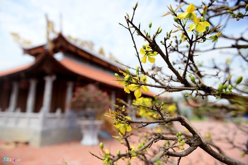 Nhà thờ Tổ của Hoài Linh được trang trí đón Tết Đinh Dậu hình ảnh 8 Nha tho To cua Hoai Linh duoc trang tri don Tet Dinh Dau hinh anh 8