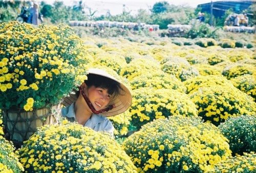 Làng hoa Cái Mơn khoa sắc chờ Tết