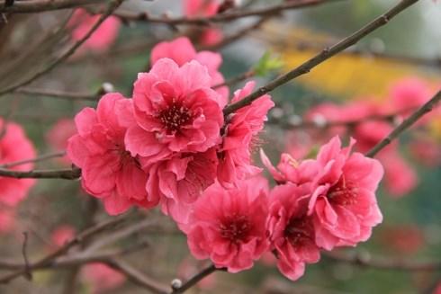 Cây đào được xem là tinh hoa của Ngũ hành, theo phong thủy cây này có thể trị bách quỷ nên khi đón năm mới ta thường thấy các gia đình hay trồng đào trước cửa nhà. Hoa đào còn là biểu tượng cho sự đổi mới và sức sinh sôi phát triển mạnh mẽ… Vẻ đẹp của nó đã mang lại sự ấm cúng cho mỗi nhà, gieo vào lòng mỗi người niềm vui, niềm tin yêu, hy vọng vào năm mới An Khang Thịnh Vượng.