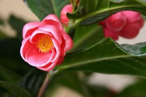 Theo quan niệm của dân gian, hải đường nở hoa sẽ mang đến phú quý cho gia chủ. Đây cũng là loài hoa tượng trưng cho sự hòa hợp, sum vầy của các thành viên trong gia đình. Theo từ điển Hán-Việt, đường có nghĩa là ngôi nhà lớn nên hải đường tượng trưng cho sự giàu sang, phú quý - đây là điều mà gia đình nào trong năm mới cũng mong muốn có được.