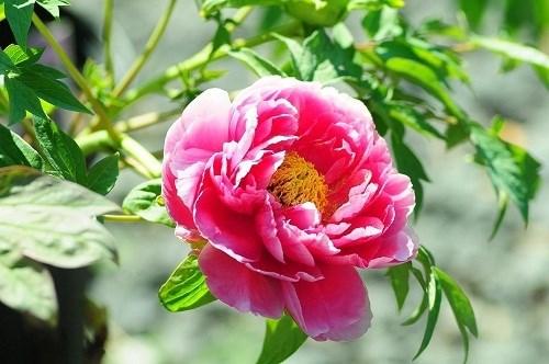 Mẫu đơn là loài hoa vương giả, vẫn thường được mệnh danh là vua hoa, hay hoa phú quý. Mẫu đơn biểu tượng cho vẻ đẹp kiều diễm, sự thịnh vượng và giàu sang quyền quý của gia chủ. Chọn hoa Tết Đinh Dậu 2017 là một chậu mẫu đơn sẽ mang đến sự sang trọng và may mắn cho gia đình bạn.