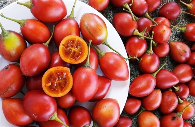  Loại cà chua đắt đỏ này được nhiều bà nội trợ Việt tìm mua và trở nên sốt khoảng 2 tháng nay. Một số cửa hàng trái cây nhập khẩu bắt đầu nhập về cung cấp ra thị trường với giá một triệu đồng/kg. Chủ cửa hàng ở đường Phan Xích Long, quận Phú Nhuận, TP.HCM cho biết có rất nhiều người tìm mua nhưng chị không dám trữ sẵn mà chỉ nhập theo đúng lượng đặt hàng. Do mỗi kg cà chua chỉ 8-10 trái bán giá 1 triệu đồng, tính ra mỗi trái hơn 100.000 đồng, chỉ cần nửa kg hàng tồn và bị hư thì đã lỗ rất nhiều tiền.