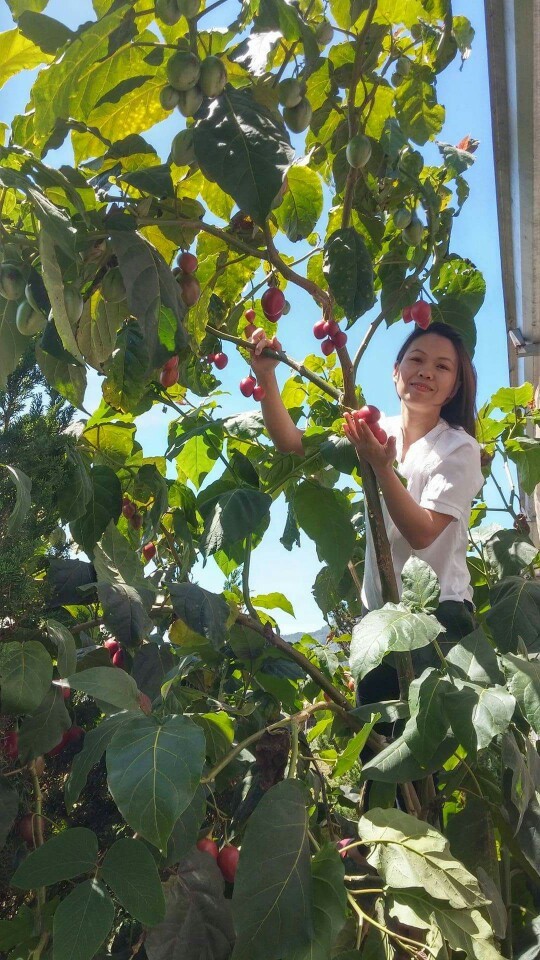 Tuy cùng họ với cà chua, nhưng loại cây này khác hẳn về hình thái cây và quả. Một cây cà chua thân gỗ trưởng thành có thể cao đến 5 m, và có tuổi thọ đến 12 năm. Cây thường có dạng đơn thân, khi cao đến 1,5 m mới bắt đầu đâm nhánh. 