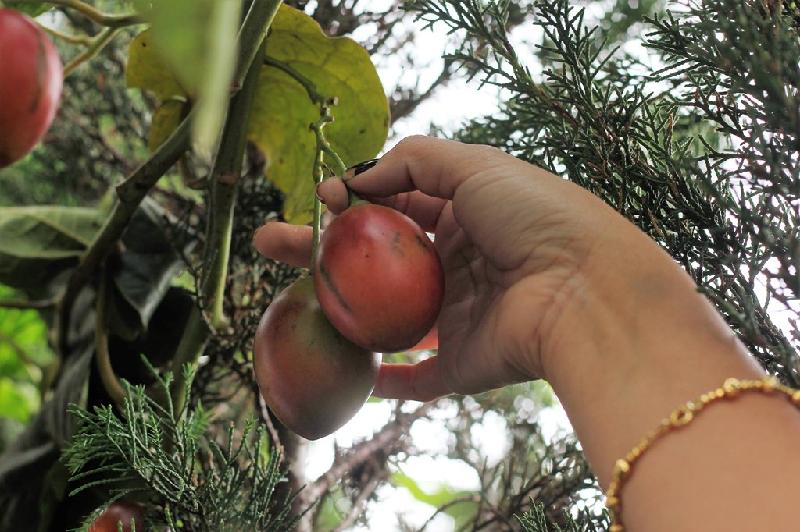 Chị Thủy cũng cho biết thêm giống Tamarillo có sức sống rất tốt. Trong điều kiện mưa kéo dài nhưng cây vẫn không bị úng nước, hoặc không tưới một tháng thì vẫn sinh trưởng tốt. Loại quả này cũng dễ bảo quản, có thể để được vài tuần trong nhiệt độ phòng. 