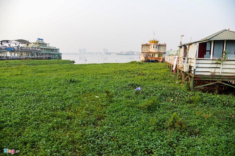 Rau muống mọc tràn làn quanh các nhà nổi.