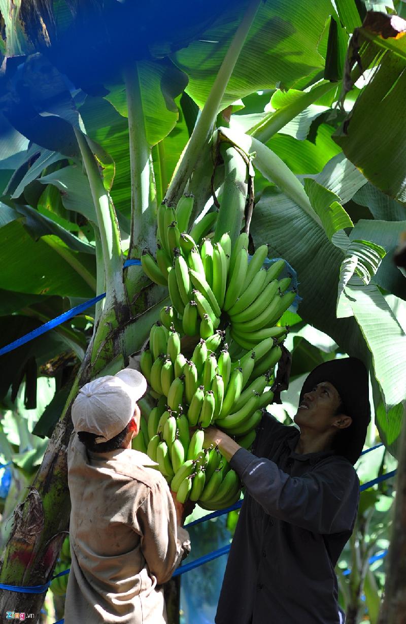 Anh Đặng Văn Thọ (áo xám) ngụ xã Gia Tân 3, huyện Thống Nhất đang cùng anh trai thu hoạch chuối cấy mô. Anh cho biết từ đầu tuần, nhiều đơn vị ở Đồng Nai đã thực hiện chương trình